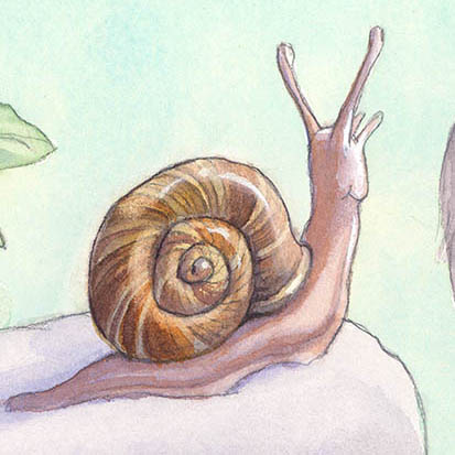 Schnecke