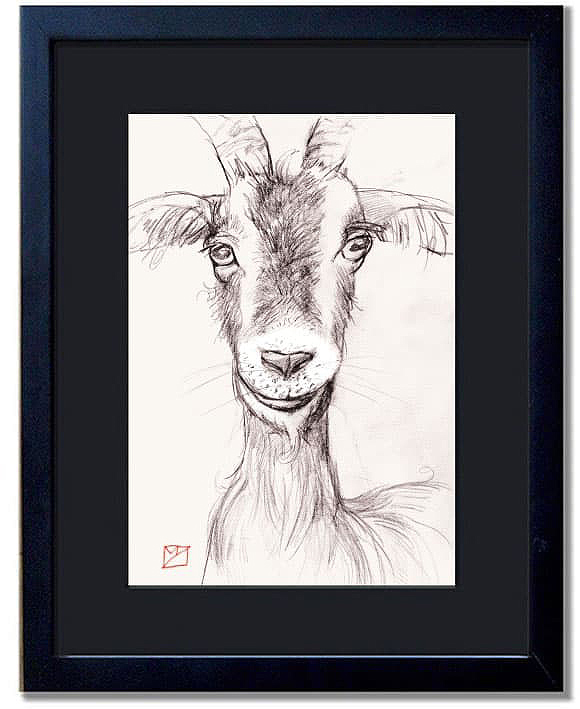 for sale-goat